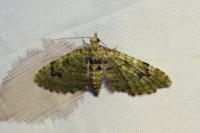 Chloroclystis v-ata