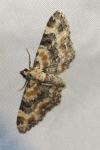 Eupithecia pulchellata