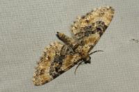 Eupithecia pulchellata