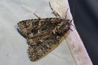Acronicta rumicis