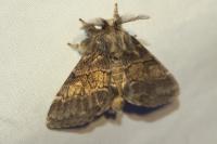 Gluphisia crenata