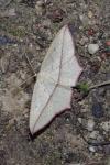 Timandra comae