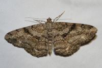 Peribatodes rhomboidaria