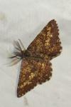 Ematurga atomaria
