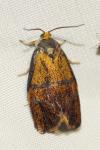 Ptycholoma lecheana