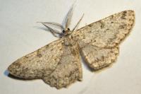 Hypomecis punctinalis