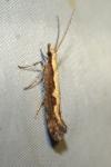 Plutella xylostella