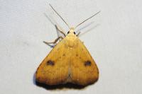Rivula sericealis