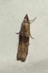 Nephopterix angustella