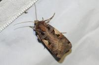 Xestia c-nigrum
