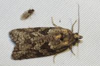 Cnephasia