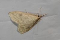 Ostrinia nubilalis/scapulalis
