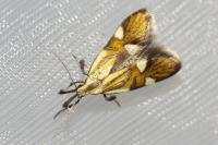 Alabonia geoffrella