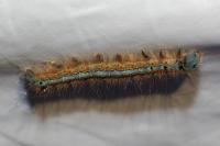 Malacosoma neustria