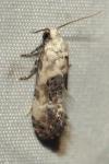 Cochylis posterana