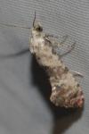Cochylis posterana