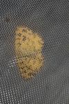 Pseudopanthera macularia