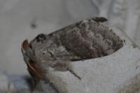 Calliteara pudibunda