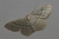 Idaea subsericeata