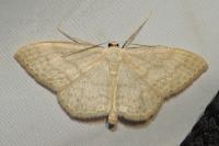 Scopula floslactata