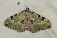 Colostygia pectinataria