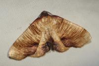 Plagodis dolabraria