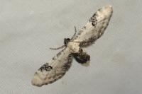 Eupithecia centaureata