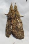 Peridea anceps