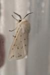Spilosoma lubricipeda