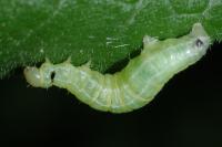 Epirrita