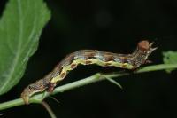 Erannis defoliaria