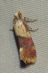 Diceratura ostrinana