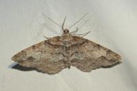 Paradarisa consonaria