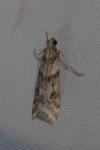 Eudonia angustea