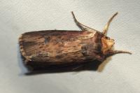 Axylia putris