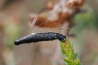 Coleophora pyrrhulipennella