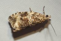 Celypha lacunana