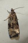 Celypha lacunana