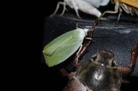 Earias clorana