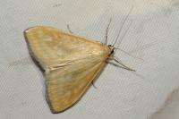 Sitochroa verticalis
