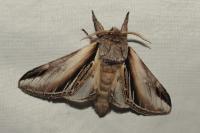 Pheosia tremula