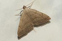 Pechipogo strigilata