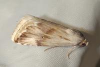 Eublemma ostrina