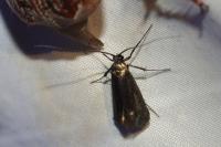 Adela reaumurella