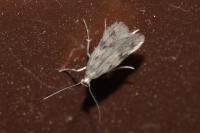 Borkhausenia nefrax