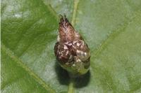 Coleophora kuehnella