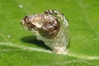 Coleophora kuehnella