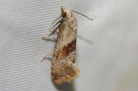 Falseuncaria ruficiliana