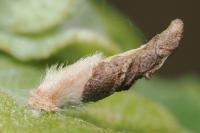 Coleophora lusciniaepennella