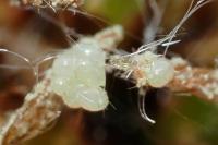 Coleophora otidipennella